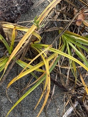 Carex macrocephala