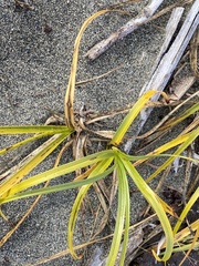 Carex macrocephala