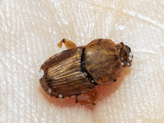 Euoniticellus intermedius