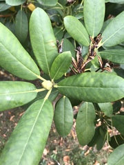 Rhododendron