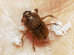 Euoniticellus intermedius