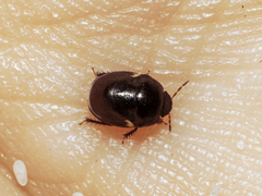 Thyreocoridae