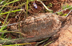 Chersobius signatus
