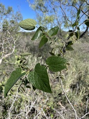 Celtis reticulata