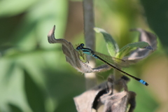 Ischnura fluviatilis