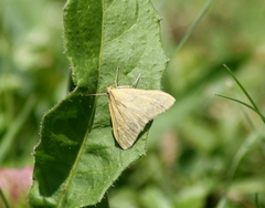 Sitochroa verticalis