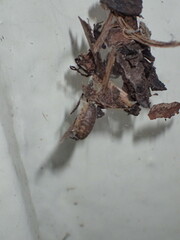 Parasteatoda lunata