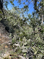 Celtis reticulata