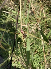 Urochloa mutica