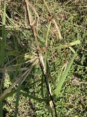 Urochloa mutica