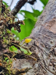 Lepanthes dussii