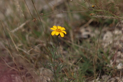 Dyssodia tagetiflora