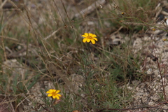 Dyssodia tagetiflora