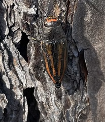 Buprestis lineata