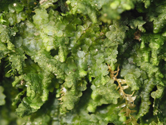 Jubula pennsylvanica