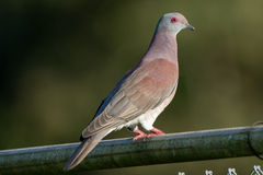 Patagioenas cayennensis