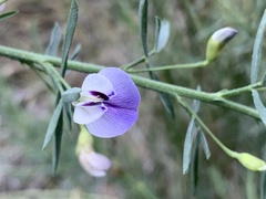 Psoralea