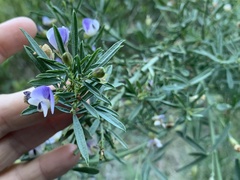Psoralea