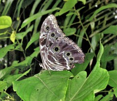 Morpho