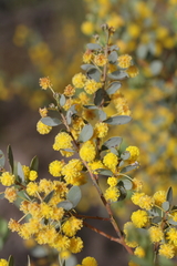Acacia brachybotrya