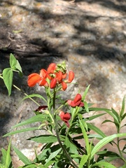 Phaseolus coccineus