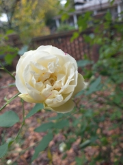Rosa banksiae