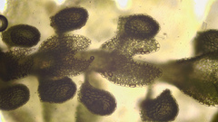 Jubula pennsylvanica