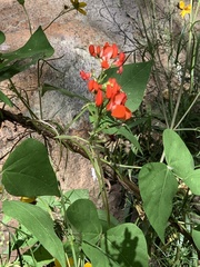 Phaseolus coccineus