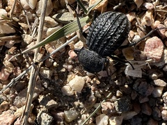 Philolithus sordidus