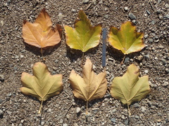 Platanus × hispanica