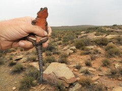 Karusasaurus polyzonus