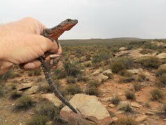 Karusasaurus polyzonus