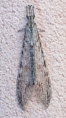 Vella