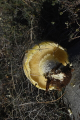 Floccularia luteovirens