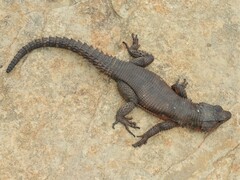 Karusasaurus polyzonus