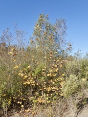 Platanus × hispanica