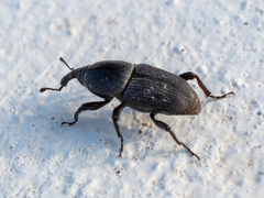 Scyphophorus acupunctatus