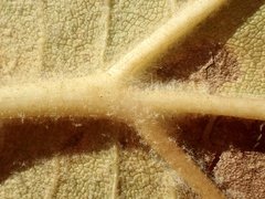 Platanus × hispanica