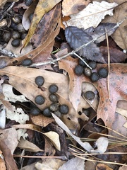 Sylvilagus aquaticus