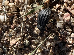 Philolithus sordidus