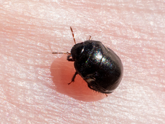 Thyreocoridae