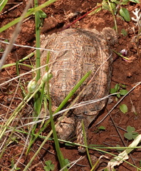 Chersobius signatus