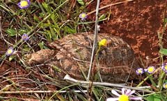 Chersobius signatus