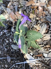 Ruellia occidentalis