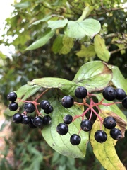 Cornus sanguinea