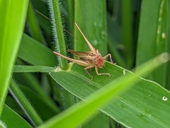 Conocephalus goianus