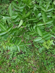 Schinus terebinthifolia