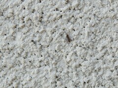 Entomobryidae