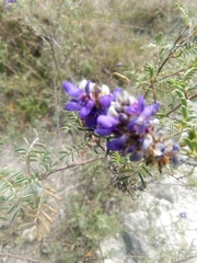 Dalea coerulea