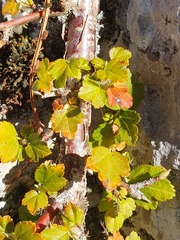 Ribes alpinum
